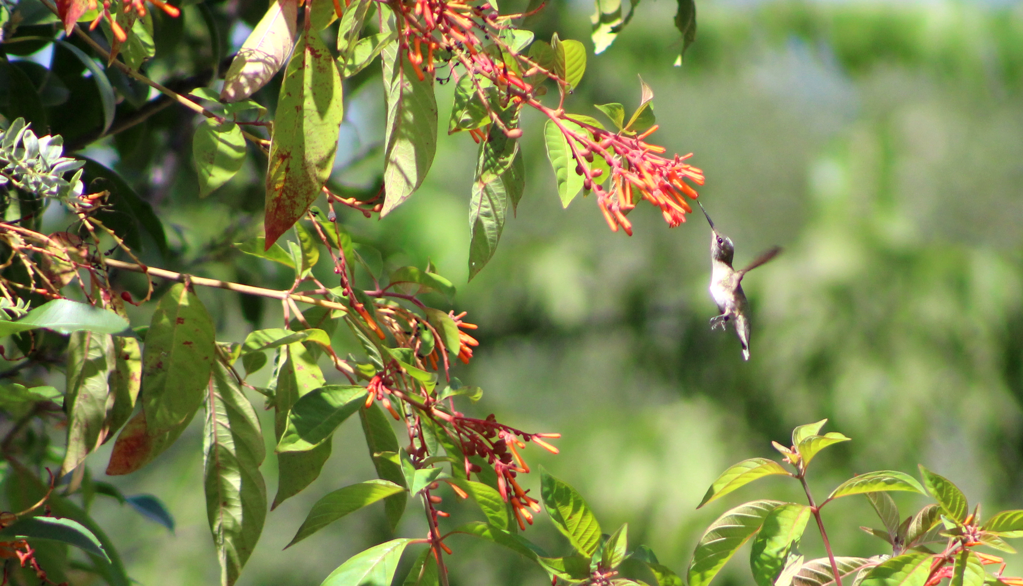 Hummingbird2