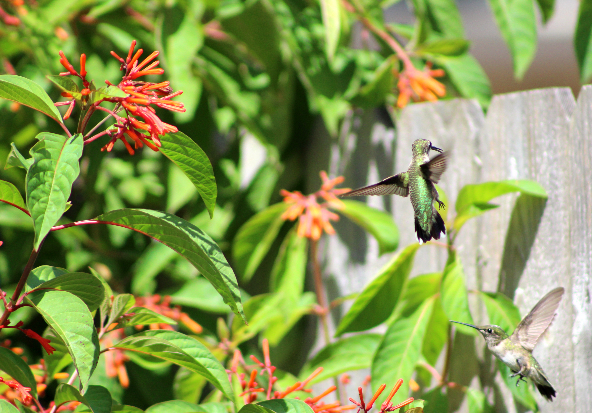 Hummingbird3